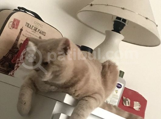 7 Aylık Brısıth Erkek Acil Yuva görsel