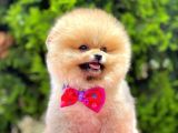 Teddy Bear Pomerinan Boo