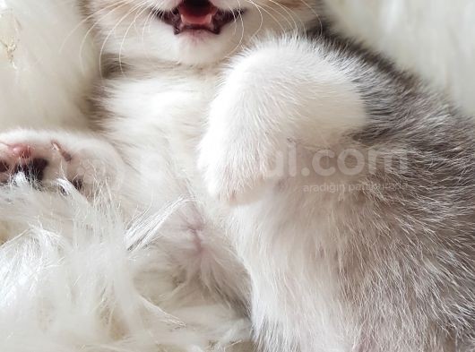 Veteriner Teknikerinden Irk Ve Sağlık Garantili British Shorthair Yavrumuz görsel