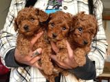 Toy Poodle Yavrular Wc Eği̇ti̇mli̇ Mi̇croci̇p Li̇ Pasaportlu