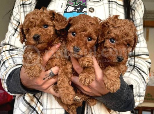 Toy Poodle Yavrular Wc Eği̇ti̇mli̇ Mi̇croci̇p Li̇ Pasaportlu görsel