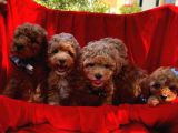 Toy Poodle Safkan Belgeli Yavrularımız