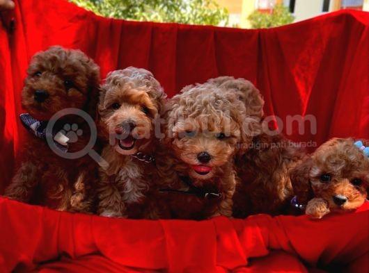 Toy Poodle Safkan Belgeli Yavrularımız görsel