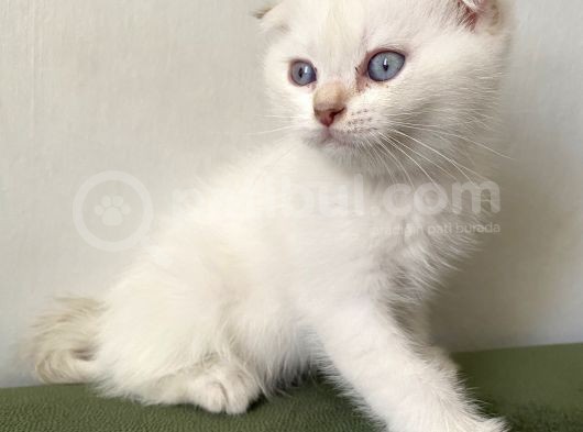 2 Aylik Golden Poi̇nt Cream Golden  Blue Golden görsel