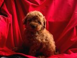 Red Brown Toy Poodle 