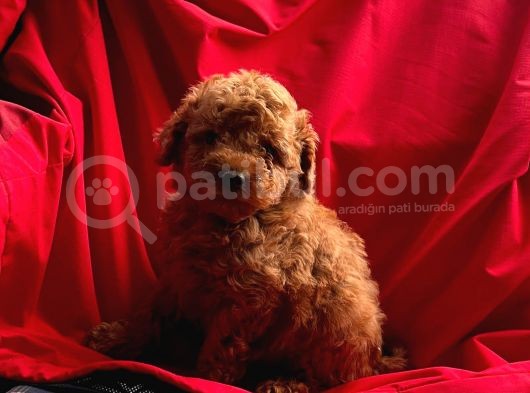 Red Brown Toy Poodle  görsel