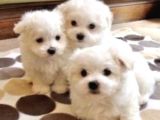 Sevimli Maltese Mini Boy Yavrular