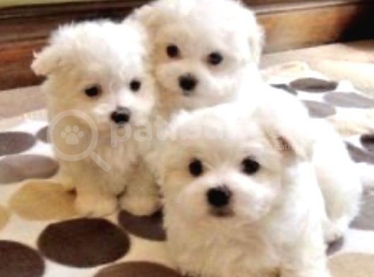 Sevimli Maltese Mini Boy Yavrular görsel