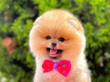 Teddy Bear Pomerinan Boo