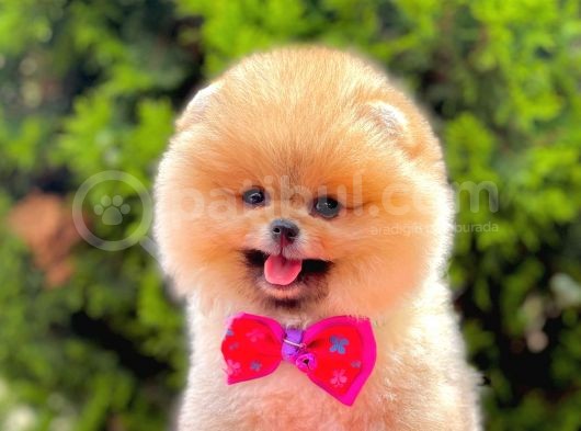 Teddy Bear Pomerinan Boo görsel