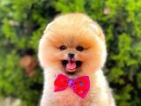 Teddy Bear Pomerinan Boo