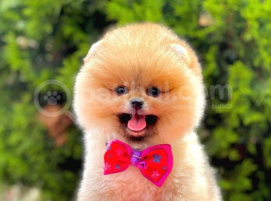 Teddy Bear Pomerinan Boo