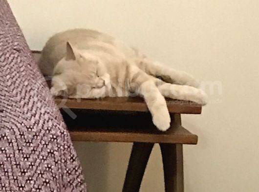 7 Aylık Brısıth Erkek Acil Yuva görsel