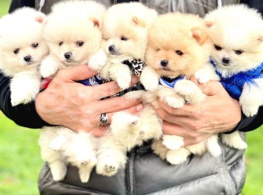 Pomeranian Boo Teddy Bear Safkan Yavrularımız görsel