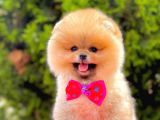 Teddy Bear Pomerinan Boo