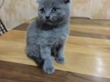 Ayı Surat Kızım Yeni Yuvasını Arıyor