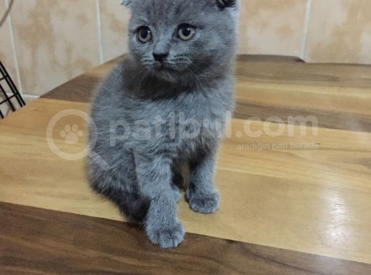 Ayı Surat Kızım Yeni Yuvasını Arıyor görsel