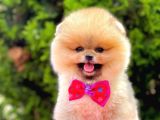 Teddy Bear Pomerinan Boo