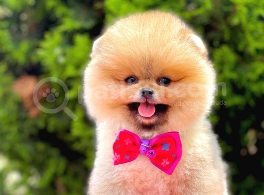 Teddy Bear Pomerinan Boo görsel