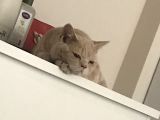 7 Aylık Brısıth Erkek Acil Yuva