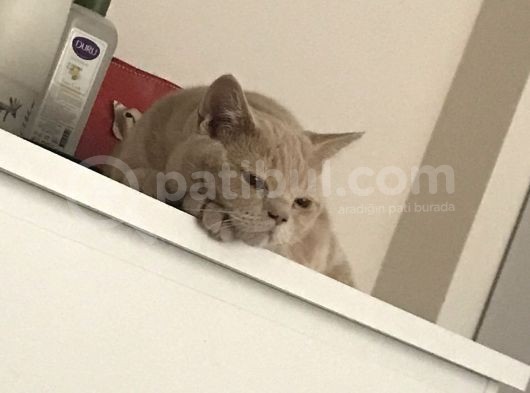 7 Aylık Brısıth Erkek Acil Yuva görsel