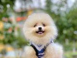Ayıcık Surat Boo Pomeranian Yavrular