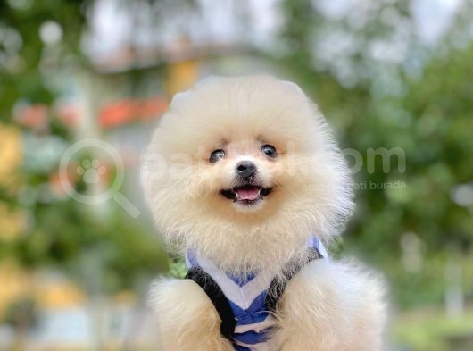 Ayıcık Surat Boo Pomeranian Yavrular görsel