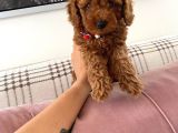 RED BROWN TOY POODLE 