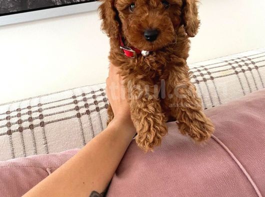Red Brown Toy Poodle 