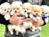 Pomeranian Boo Teddy Bear Safkan Yavrularımız