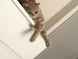 7 Aylık Brısıth Erkek Acil Yuva