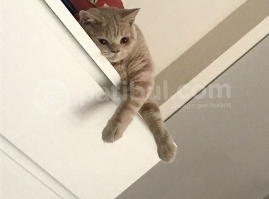 7 Aylık Brısıth Erkek Acil Yuva görsel