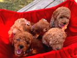 Red -Apricot Toy Poodle Yavrular
