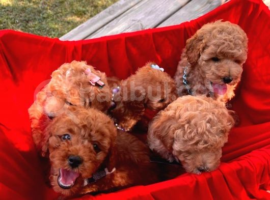 Red -Apricot Toy Poodle Yavrular