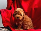 Red Brown Toy Poodle 