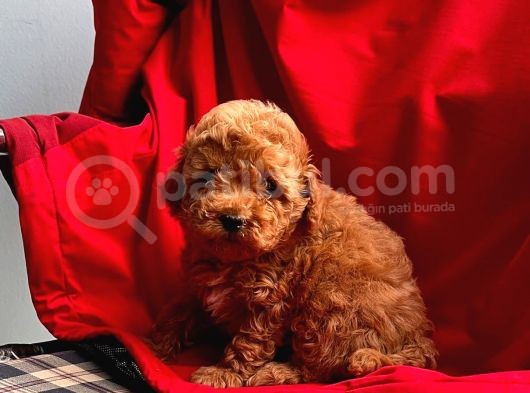 Red Brown Toy Poodle  görsel
