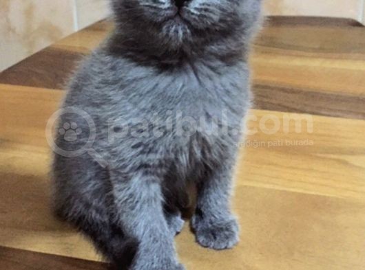 Ayı Surat Kızım Yeni Yuvasını Arıyor