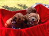 Red -Apricot Toy Poodle Yavrular