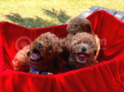 Red -Apricot Toy Poodle Yavrular görsel