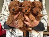 Toy Poodle Yavrular Wc Eği̇ti̇mli̇ Mi̇croci̇p Li̇ Pasaportlu