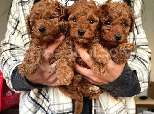 Toy Poodle Yavrular Wc Eği̇ti̇mli̇ Mi̇croci̇p Li̇ Pasaportlu görsel