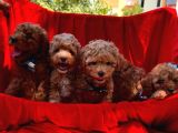 Toy Poodle Safkan Belgeli Yavrularımız