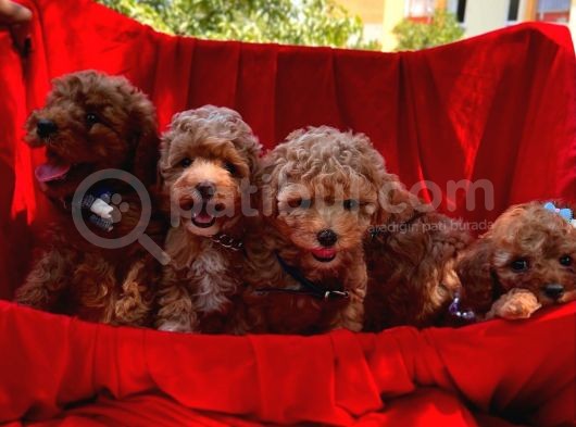 Toy Poodle Safkan Belgeli Yavrularımız