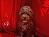 Toy Poodle Safkan Belgeli Yavrularımız