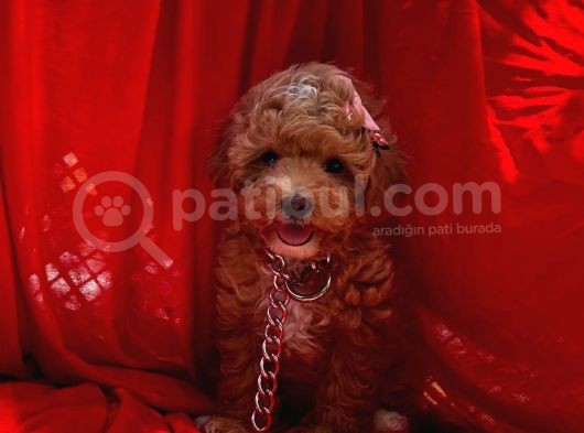 Toy Poodle Safkan Belgeli Yavrularımız görsel