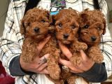 Toy Poodle Yavrular Wc Eği̇ti̇mli̇ Mi̇croci̇p Li̇ Pasaportlu