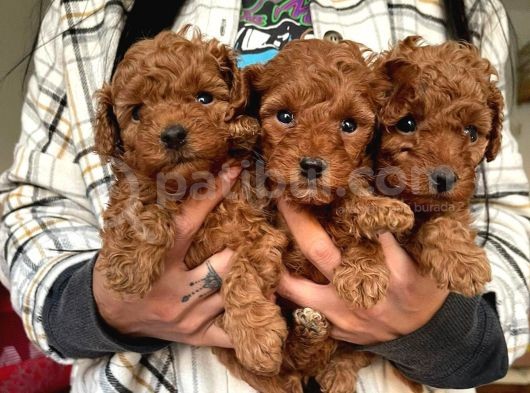 Toy Poodle Yavrular Wc Eği̇ti̇mli̇ Mi̇croci̇p Li̇ Pasaportlu görsel