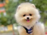 Ayıcık Surat Boo Pomeranian Yavrular