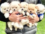 Pomeranian Boo Teddy Bear Safkan Yavrularımız