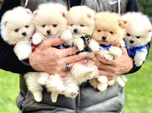 Pomeranian Boo Teddy Bear Safkan Yavrularımız görsel